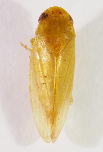 Réf. 308 109 : Iassinae inconnu